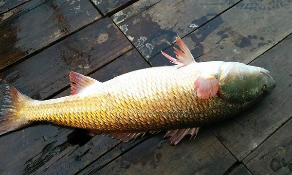 Sự thật về sủ vàng - loài cá quý hàng tỷ đồng ở Việt Nam - Ảnh 7.