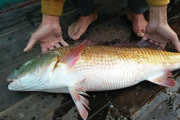 Sự thật về sủ vàng - loài cá quý hàng tỷ đồng ở Việt Nam - Ảnh 9.