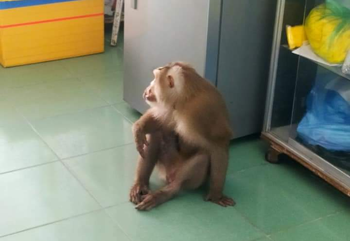 Hãy đến Quảng Nam để được chiêm ngưỡng một trong những loài khỉ quý hiếm nhất thế giới. Chúng tôi đã ghi lại những khoảnh khắc kỳ diệu của những con khỉ này và sẽ mang đến cho bạn những trải nghiệm tuyệt vời về động vật hoang dã.