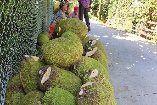 Giá mít Thái đột ngột giảm gần 5 lần trong 1 tháng chỉ còn 500 đồng/kg, người trồng mít sốc toàn tập - Ảnh 3.