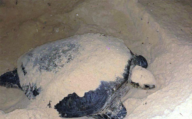  Rùa quý hiếm bò lên bãi biển Bình Định đẻ trứng - Ảnh 1.