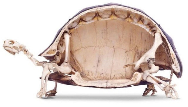 Tên Thuỷ Tiên và Công Vinh được khắc lên mai rùa phóng sinh, cư dân mạng chỉ trích vì hành động gây nguy hiểm tới loài vật này - Ảnh 7.