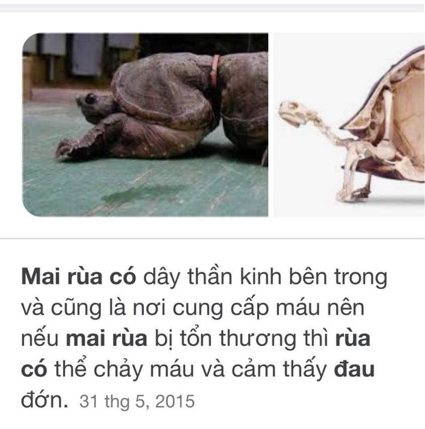 Tên Thuỷ Tiên và Công Vinh được khắc lên mai rùa phóng sinh, cư dân mạng chỉ trích vì hành động gây nguy hiểm tới loài vật này - Ảnh 8.