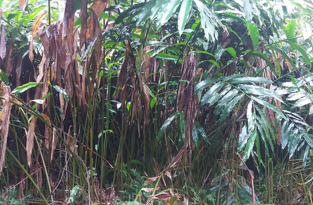 Cô gái ở Nghệ An chết thương tâm vì bị rắn chui vào giường cắn: Những loại cây không nên trồng vì thu hút rắn vào nhà - Ảnh 4.