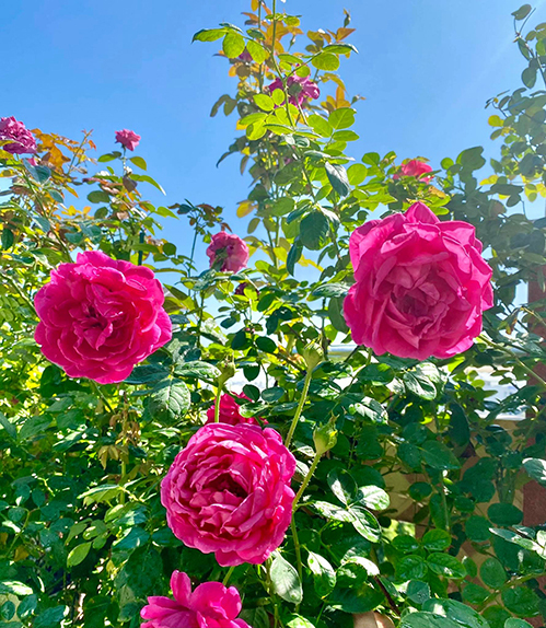Vườn hơn trăm gốc hồng ngoại của hoa hậu Janny Thủy Trần - Ảnh 3.