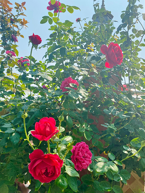Vườn hơn trăm gốc hồng ngoại của hoa hậu Janny Thủy Trần - Ảnh 4.