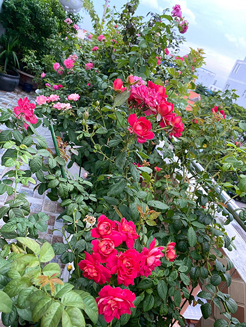 Vườn hơn trăm gốc hồng ngoại của hoa hậu Janny Thủy Trần - Ảnh 5.