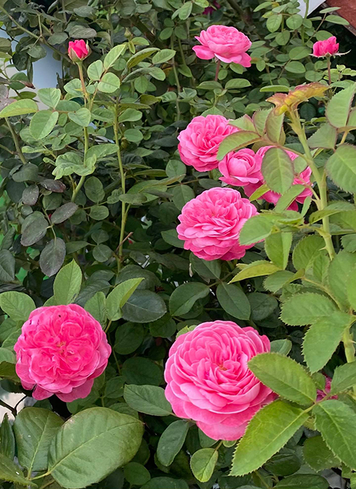 Vườn hơn trăm gốc hồng ngoại của hoa hậu Janny Thủy Trần - Ảnh 6.