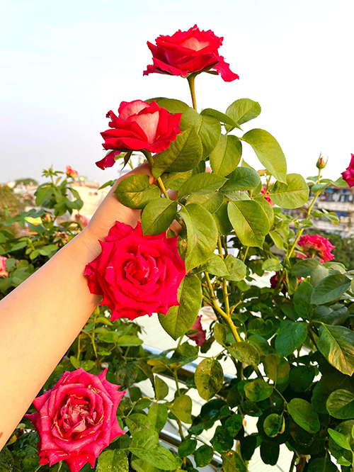 Vườn hơn trăm gốc hồng ngoại của hoa hậu Janny Thủy Trần - Ảnh 7.