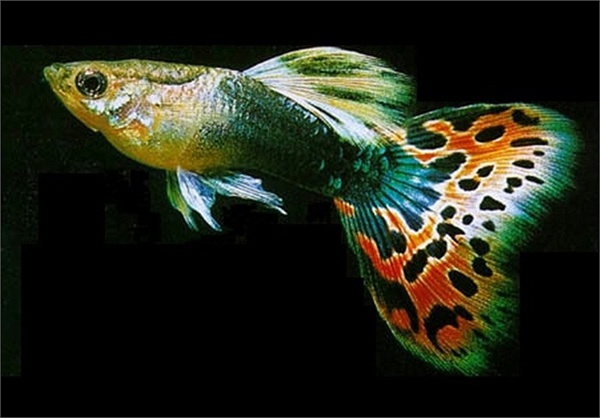 Những hình ảnh cá Full Gold Guppy đẹp nhất tại MicroInfluencer