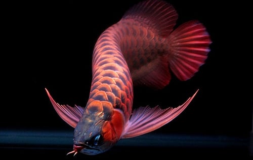 Loài cá đỏ như máu, mang ý nghĩa quyền quý và thịnh vượng được đại gia Việt săn mua - Ảnh 13.