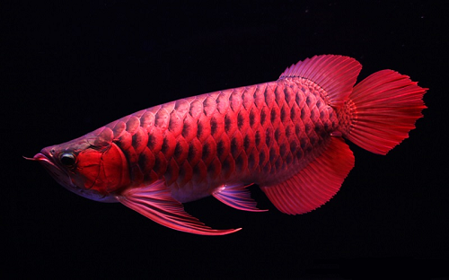 Loài cá đỏ như máu, mang ý nghĩa quyền quý và thịnh vượng được đại gia Việt săn mua - Ảnh 14.
