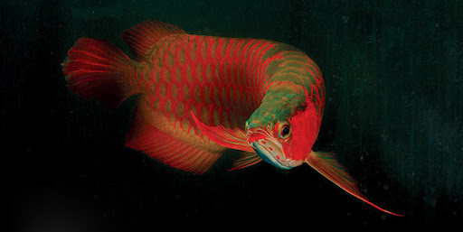 Loài cá đỏ như máu, mang ý nghĩa quyền quý và thịnh vượng được đại gia Việt săn mua - Ảnh 15.