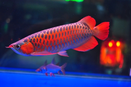 Loài cá đỏ như máu, mang ý nghĩa quyền quý và thịnh vượng được đại gia Việt săn mua - Ảnh 16.
