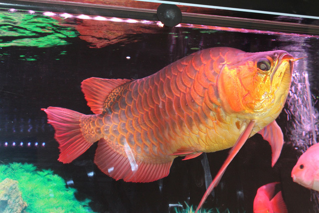 Loài cá đỏ như máu, mang ý nghĩa quyền quý và thịnh vượng được đại gia Việt săn mua - Ảnh 12.