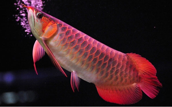 Loài cá đỏ như máu, mang ý nghĩa quyền quý và thịnh vượng được đại gia Việt săn mua - Ảnh 1.