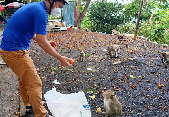 Đàn khỉ tràn xuống phố sau 3 ngày giãn cách ở Vũng Tàu được hỗ trợ hoa quả - Ảnh 3.