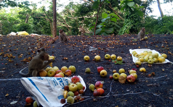 Đàn khỉ tràn xuống phố sau 3 ngày giãn cách ở Vũng Tàu được hỗ trợ hoa quả - Ảnh 4.