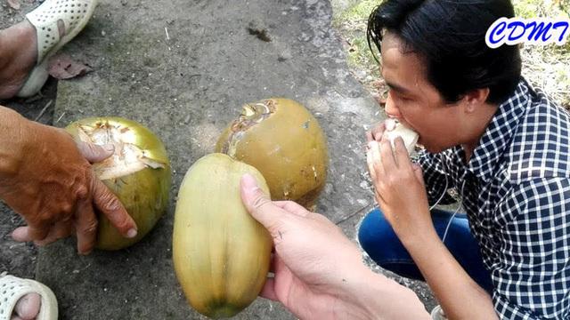 Ít ai biết, Việt Nam có giống dừa bổ ra như bổ quả cam, bỏ nước chỉ lấy phần vỏ để ăn - Ảnh 5.