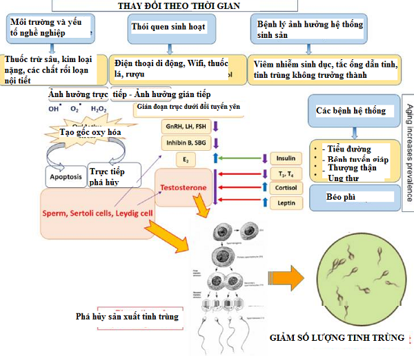 Quý ông hao hụt tinh binh từ những lý do không ngờ - Ảnh 3.