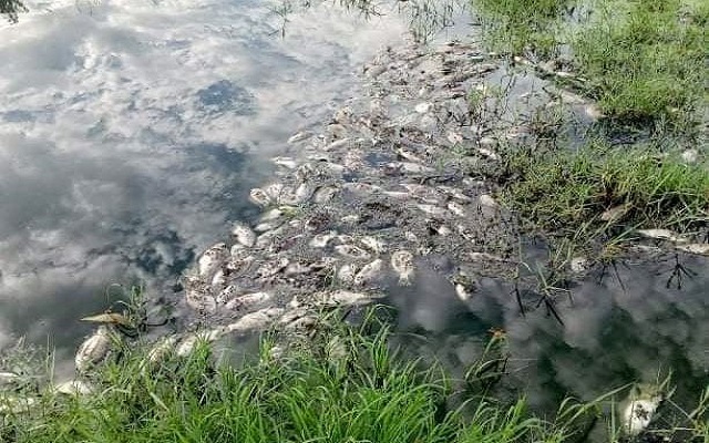 Thừa Thiên Huế: Xuất hiện cá chết hàng loạt trong khu công nghiệp - Ảnh 1.
