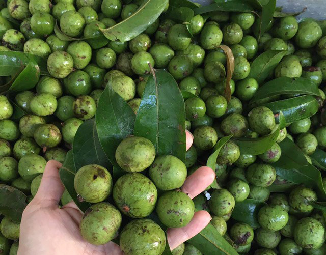 Sấu Việt Nam cấp đông mang sang Australia bán 300.000 đồng/kg - Ảnh 1. Sấu Việt Nam cấp đông mang sang Australia bán 300.000 đồng/kg - Ảnh 1.