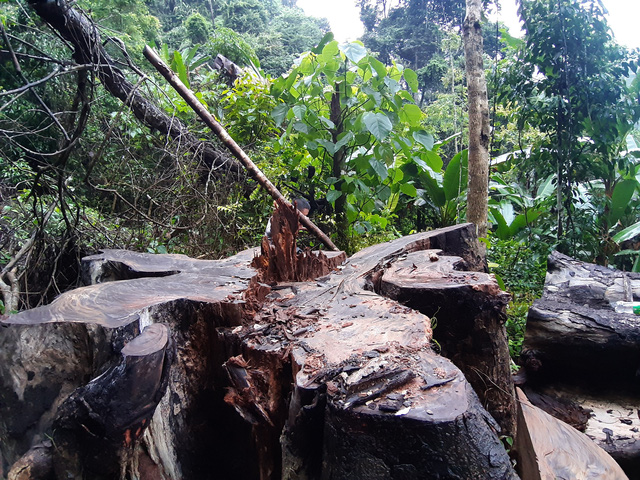 Khởi tố 5 đối tượng liên quan đến vụ tàn phá rừng nghiến cổ thụ ở Hà Giang - Ảnh 3.