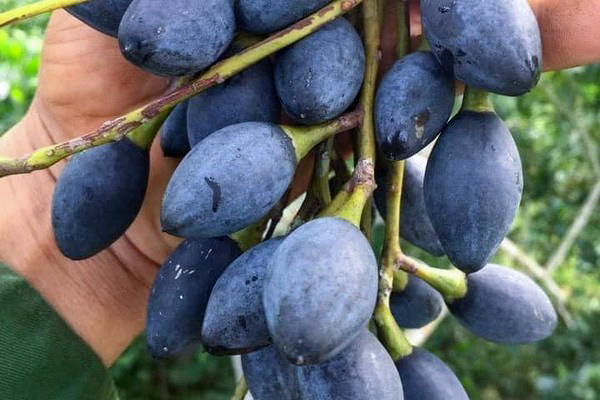 Trám nếp đen Cao Bằng vào mùa, giá rẻ chưa từng thấy - Ảnh 2. Trám nếp đen Cao Bằng vào mùa, giá rẻ chưa từng thấy - Ảnh 2.