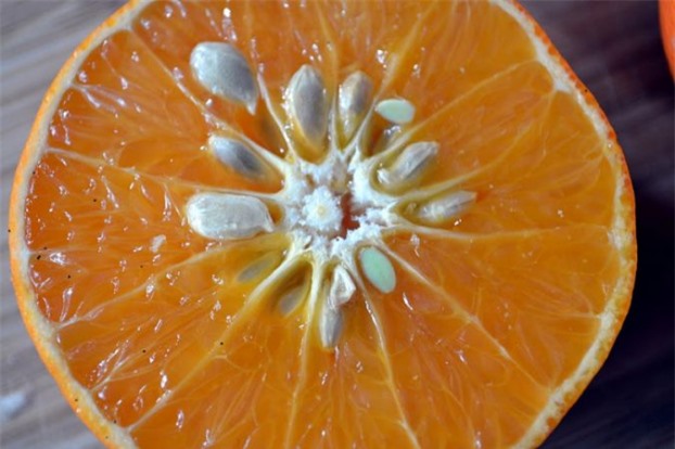 5 loại hạt trái cây người Việt thường bỏ đi nhưng lại là thần dược cho sức khỏe - Ảnh 3.