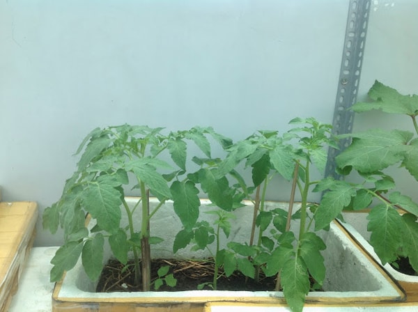 Kinh nghiệm trồng cà chua trong thùng xốp cho quả sai trĩu cành - Ảnh 2.