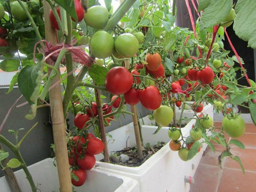 Kinh nghiệm trồng cà chua trong thùng xốp cho quả sai trĩu cành - Ảnh 3.