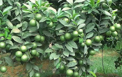 Lá chanh ở Việt Nam mọc đầy vườn, xin đâu cũng có nhưng mang sang nước ngoài bán 6,35 triệu đồng/kg - Ảnh 1.