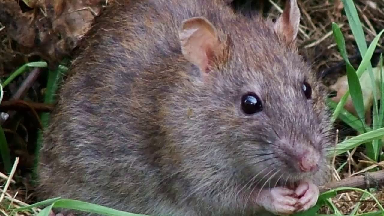 Chuột hamster: 63.173 ảnh có sẵn và hình chụp miễn phí bản quyền |  Shutterstock