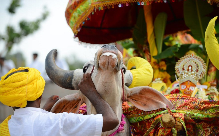 3.000 người dân Ấn Độ tới dự tang lễ một con bò