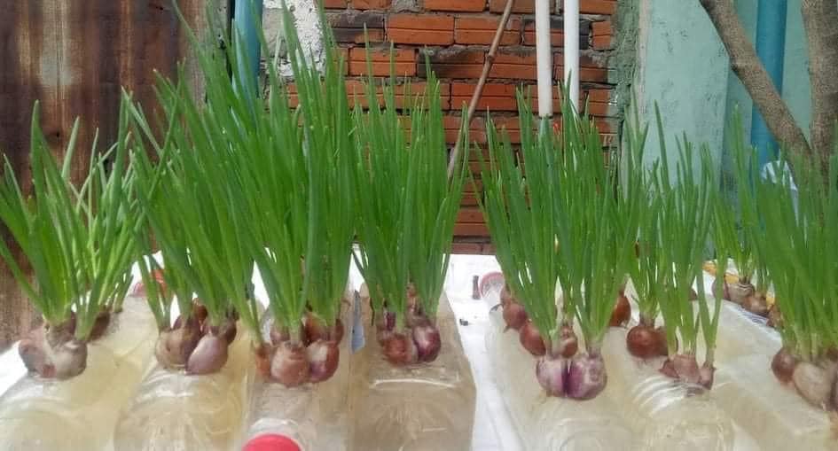 Bí kíp trồng hành lá nhanh thu hoạch tại nhà bằng những vật dụng đơn giản - Ảnh 4.