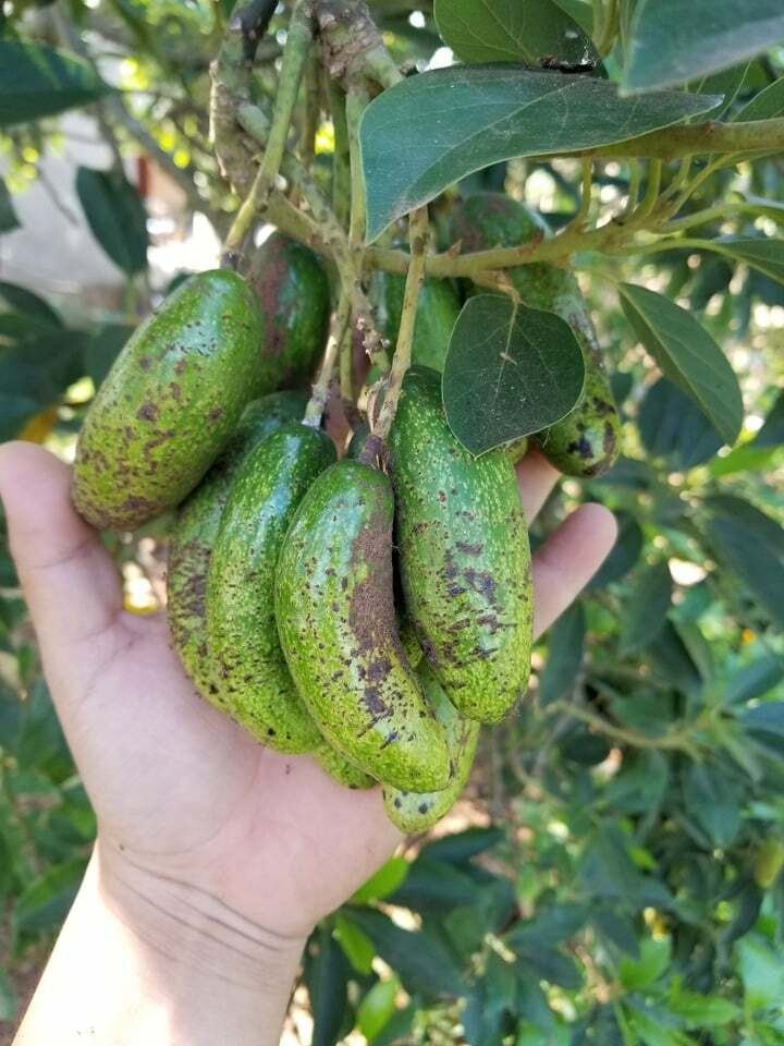 Bơ đực ăn đến nghiện, chị em săn lùng bằng được dù khó đặt hàng - Ảnh 4. Bơ đực ăn đến nghiện, chị em săn lùng bằng được dù khó đặt hàng - Ảnh 4.