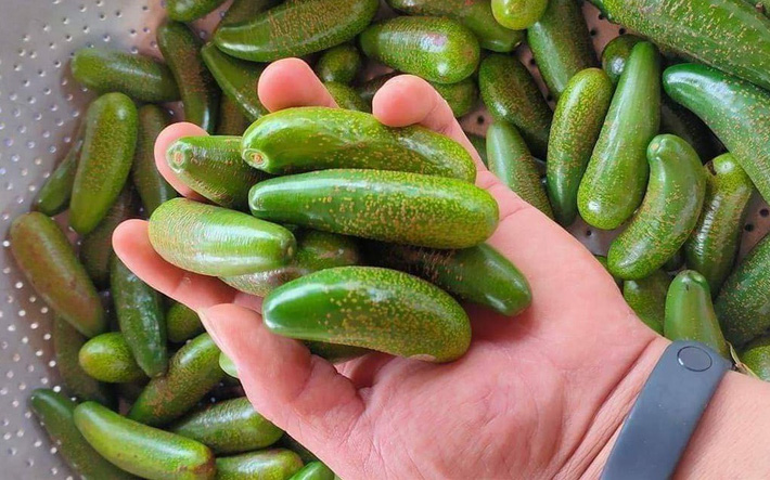 Bơ đực ăn đến nghiện, chị em săn lùng bằng được dù khó đặt hàng - Ảnh 6. Bơ đực ăn đến nghiện, chị em săn lùng bằng được dù khó đặt hàng - Ảnh 6.