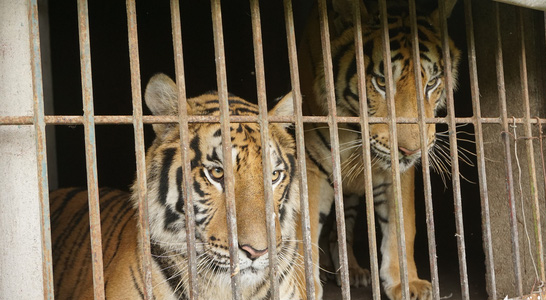 9 con hổ còn sống trong số 17 cá thể hổ được giải cứu ở Nghệ An sẽ được xử lý ra sao? - Ảnh 1.