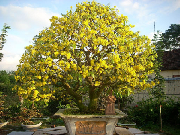 'Thần mai' được đại gia Bến Tre bỏ 30 tỷ săn l&ugrave;ng: Loại si&ecirc;u qu&yacute; hiếm? - Ảnh 10.