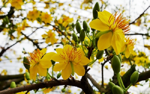 'Thần mai' được đại gia Bến Tre bỏ 30 tỷ săn l&ugrave;ng: Loại si&ecirc;u qu&yacute; hiếm? - Ảnh 11.