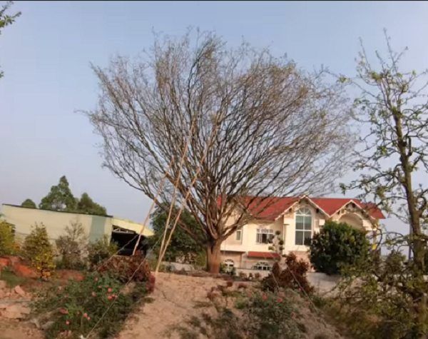 'Thần mai' được đại gia Bến Tre bỏ 30 tỷ săn l&ugrave;ng: Loại si&ecirc;u qu&yacute; hiếm? - Ảnh 2.