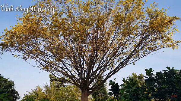 'Thần mai' được đại gia Bến Tre bỏ 30 tỷ săn l&ugrave;ng: Loại si&ecirc;u qu&yacute; hiếm? - Ảnh 3.