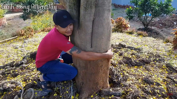 'Thần mai' được đại gia Bến Tre bỏ 30 tỷ săn l&ugrave;ng: Loại si&ecirc;u qu&yacute; hiếm? - Ảnh 4.