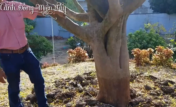 'Thần mai' được đại gia Bến Tre bỏ 30 tỷ săn l&ugrave;ng: Loại si&ecirc;u qu&yacute; hiếm? - Ảnh 5.