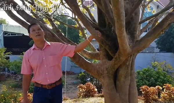 'Thần mai' được đại gia Bến Tre bỏ 30 tỷ săn l&ugrave;ng: Loại si&ecirc;u qu&yacute; hiếm? - Ảnh 6.