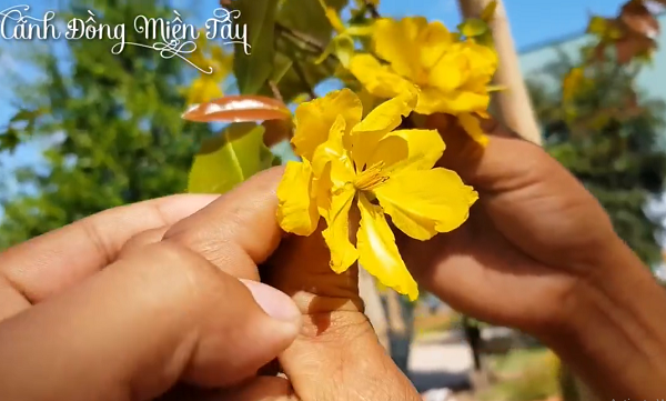 'Thần mai' được đại gia Bến Tre bỏ 30 tỷ săn l&ugrave;ng: Loại si&ecirc;u qu&yacute; hiếm? - Ảnh 7.