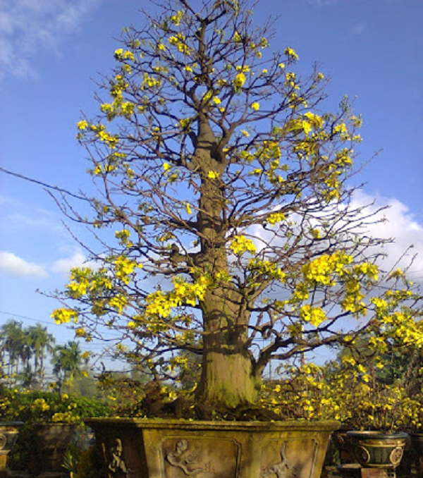 'Thần mai' được đại gia Bến Tre bỏ 30 tỷ săn l&ugrave;ng: Loại si&ecirc;u qu&yacute; hiếm? - Ảnh 9.