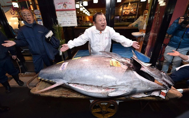 Có giá kỷ lục 3 triệu USD, đây là lý do tại sao cá ngừ vây xanh lại đắt đến thế - Ảnh 2.