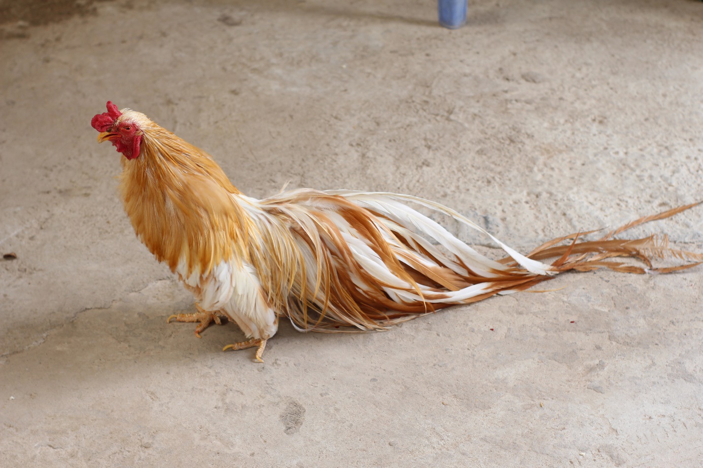 Chi chục triệu đồng mua cặp gà tre đuôi dài nửa mét, dáng oai vệ chơi Tết - Ảnh 1.