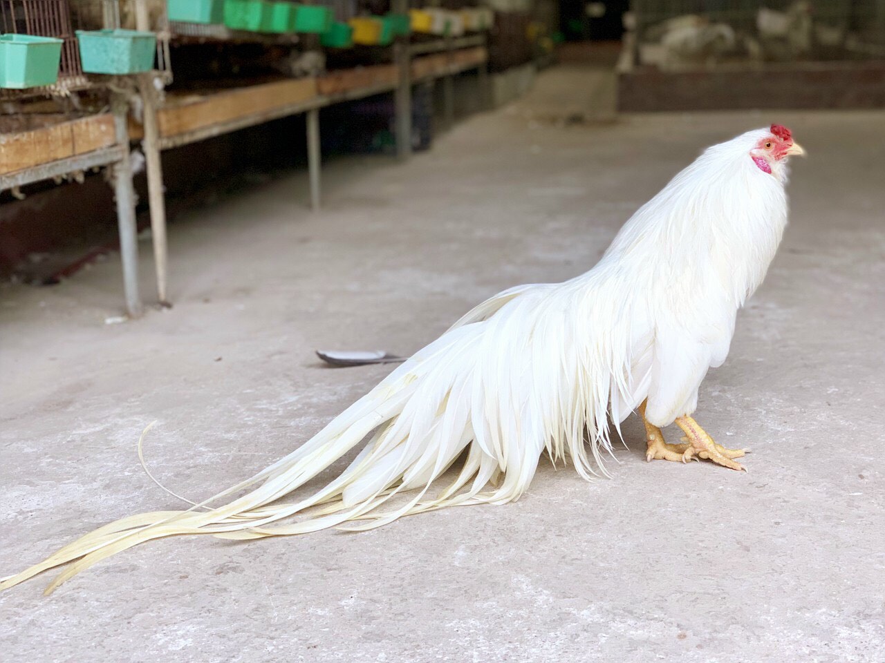 Chi chục triệu đồng mua cặp gà tre đuôi dài nửa mét, dáng oai vệ chơi Tết - Ảnh 5.